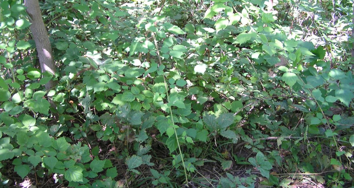 Wine Raspberry habit