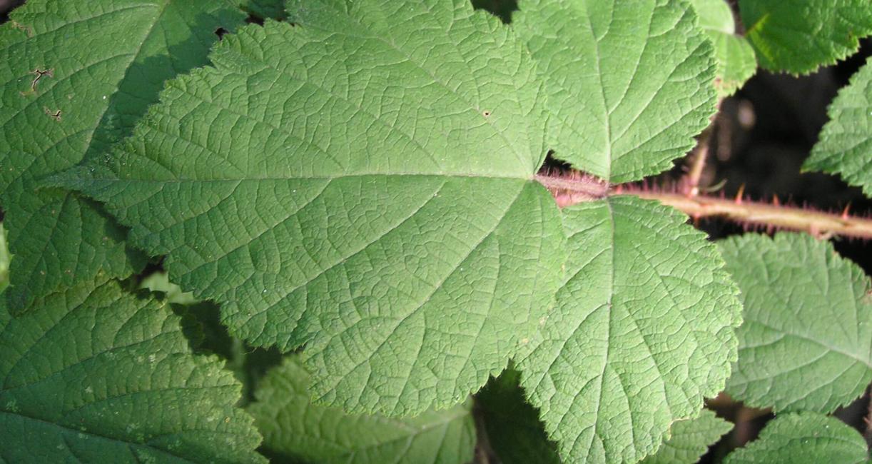 Wine Raspberry leaves