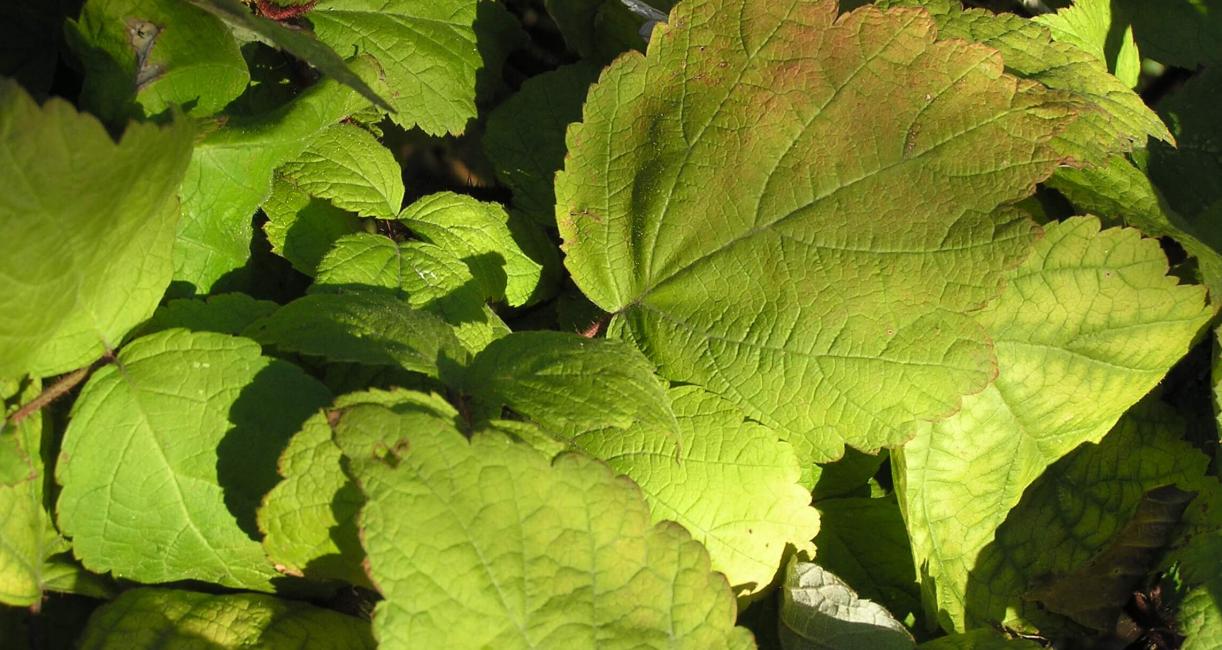Wine Raspberry leaves