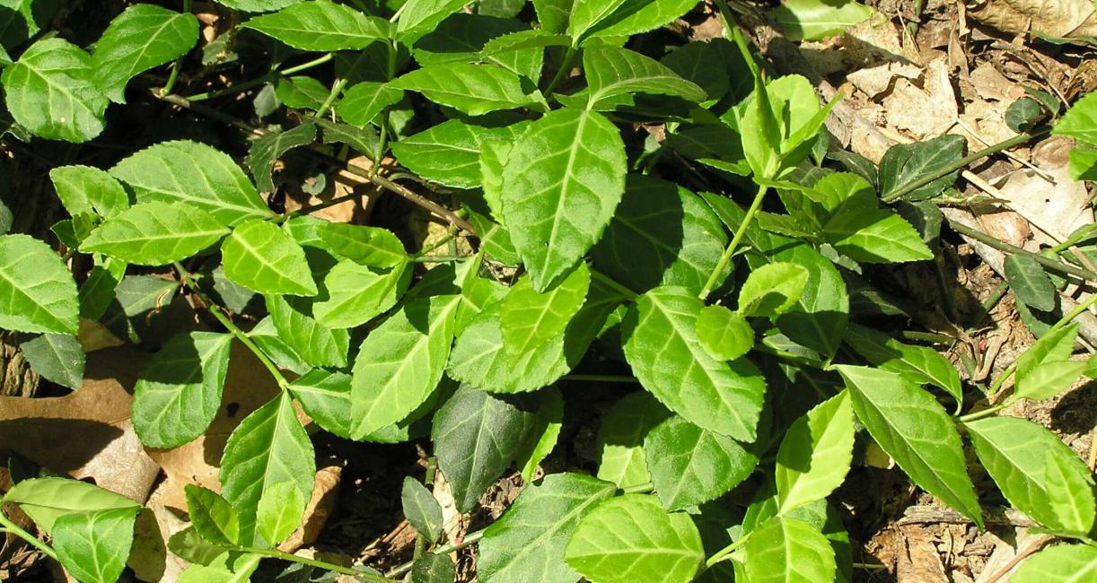 Wintercreeper habit