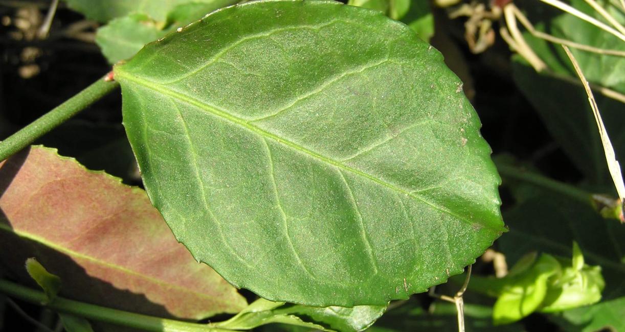 Wintercreeper leaves