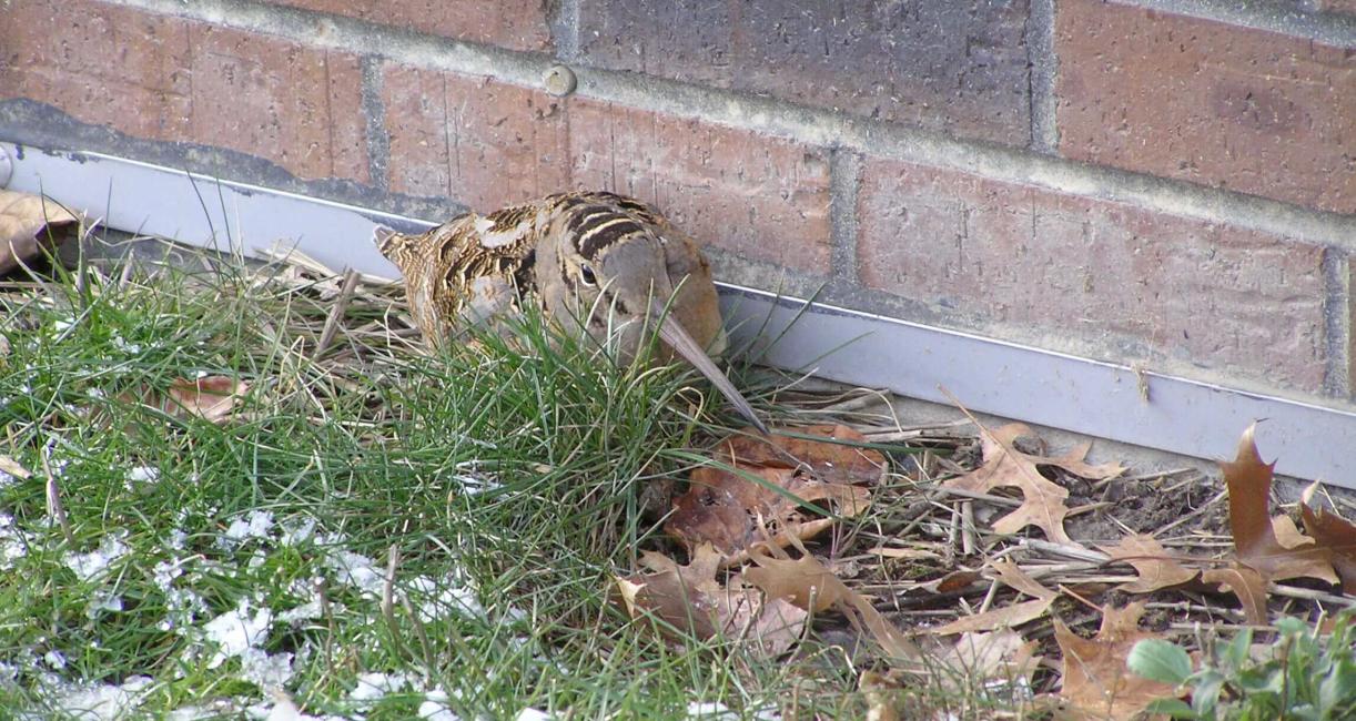 American Woodcock