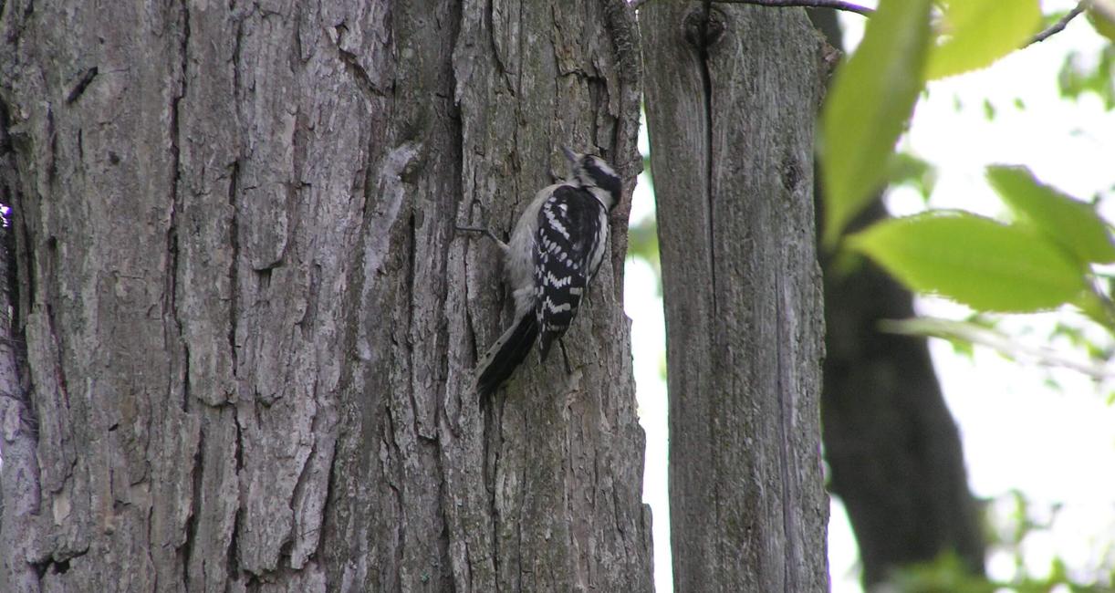 Downy Woodpecker