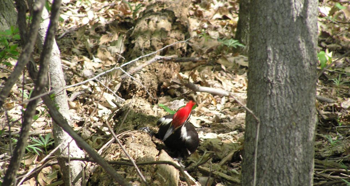 Piliated Woodpecker