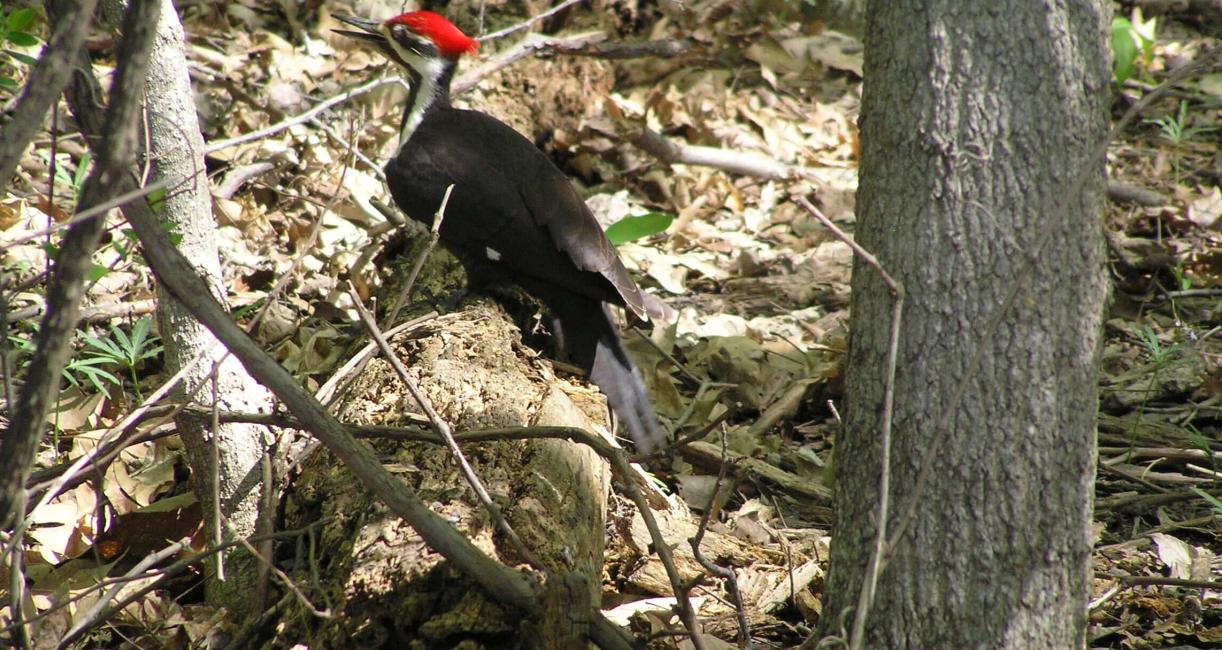 Piliated Woodpecker