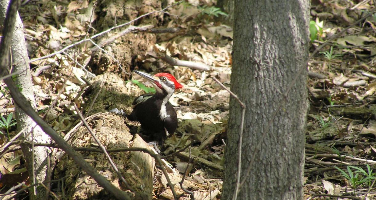 Piliated Woodpecker