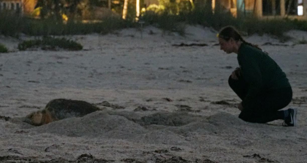 Allyssa Hennessey and a sea turtle