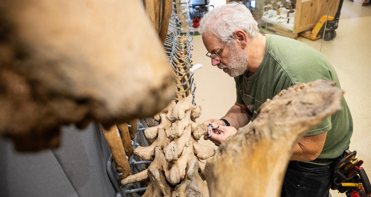 Garth Dallman, part of the skeleton crew mounting Donna in the display, works on the spine from inside the case.