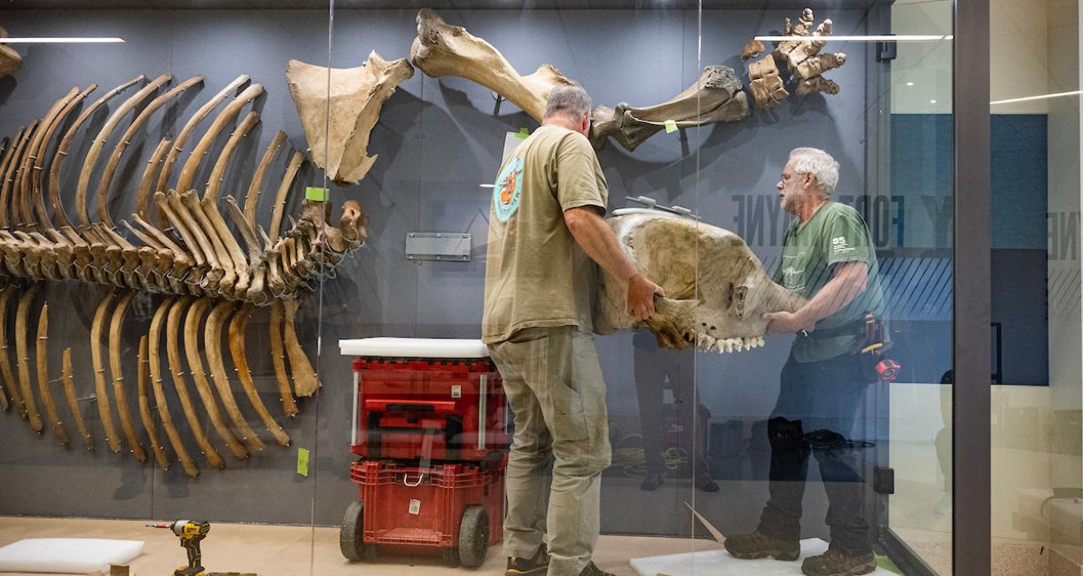 Thom and Dallman move the skull of Edgar into the case. Edgar was found at the same location as Donna, but there’s no definitive answer if he was Donna’s offspring, though she did give birth to two calves.