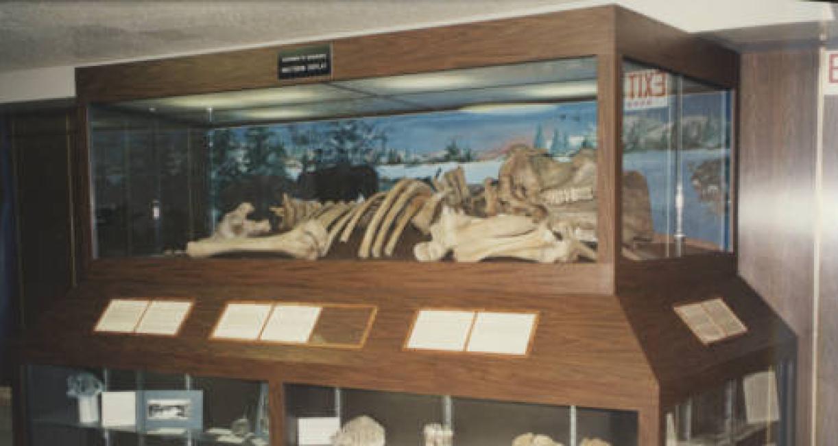 The original display case for the bones was designed by student Jon Havens and revealed in 1984.