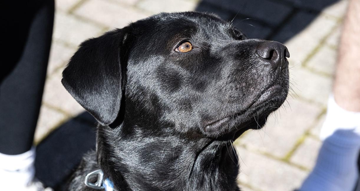 Campus therapy dog Recon is a good boy.