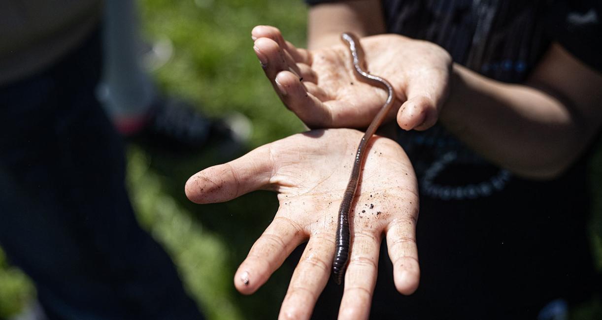A child is holding an earthworm.
