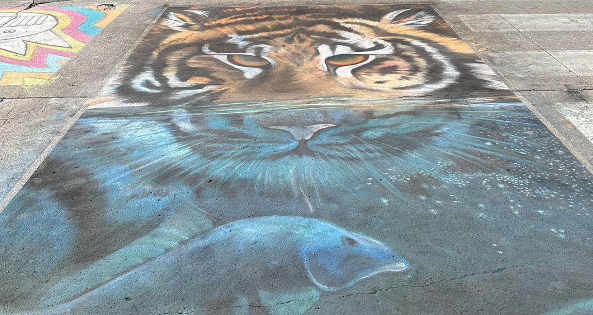 Chalk drawing on a street of a tiger and fish