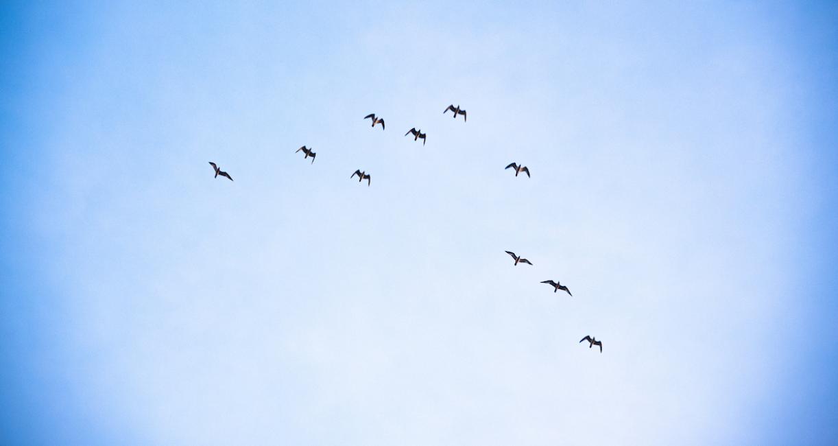 Birds are flying in formation