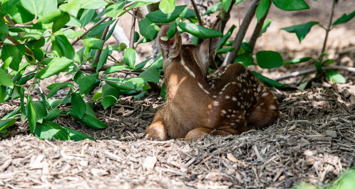 A fawn is hiding under a bush