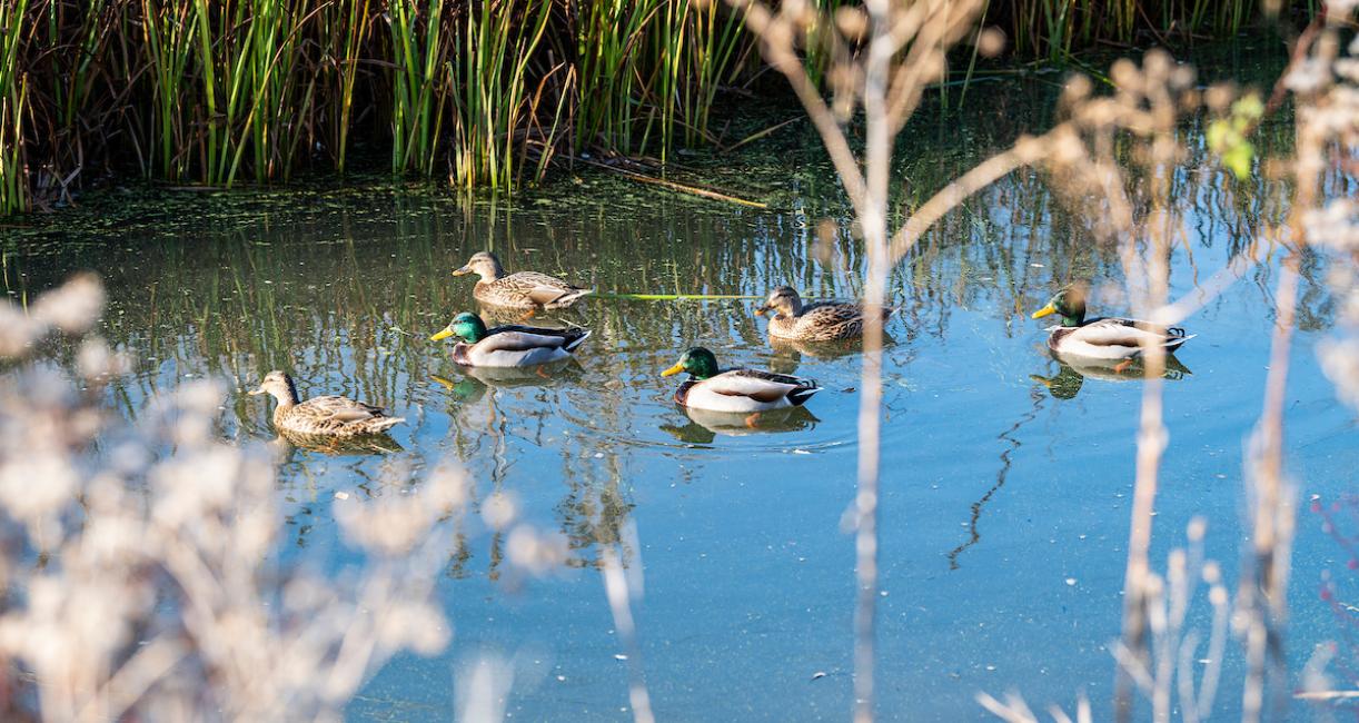 Mallard ducks are swimming in a river