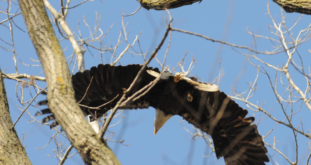 Close-up of an eagle flying