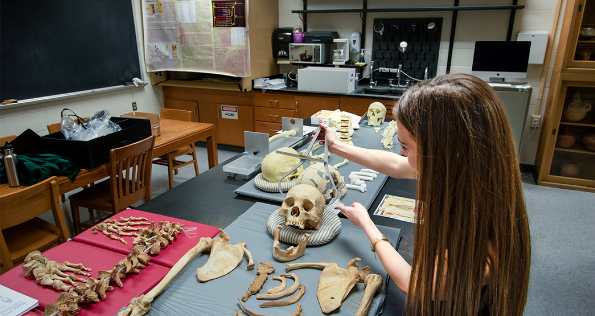 COLA_ANTH student studying skeletal remains