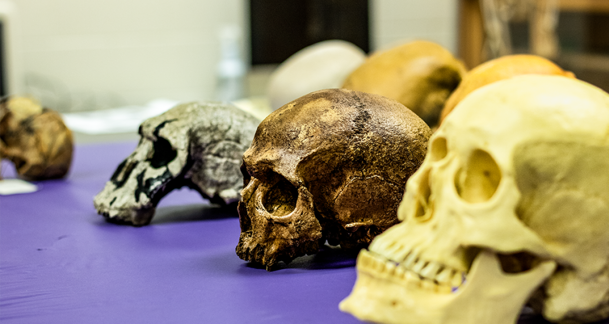 COLA_ANTH Lab skulls on display