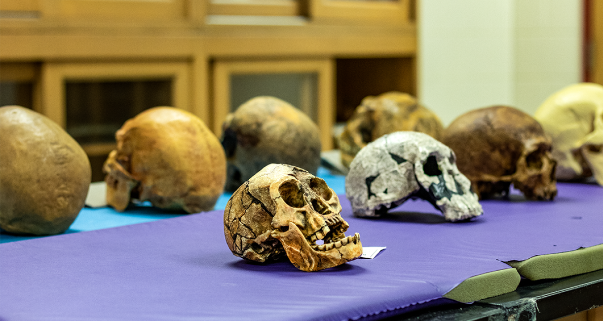 COLA_ANTH Lab Skulls