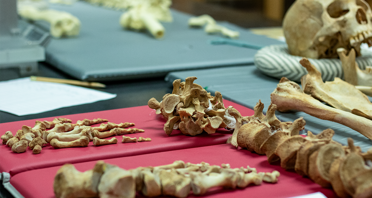 COLA_ANTH Lab spine and hand bones