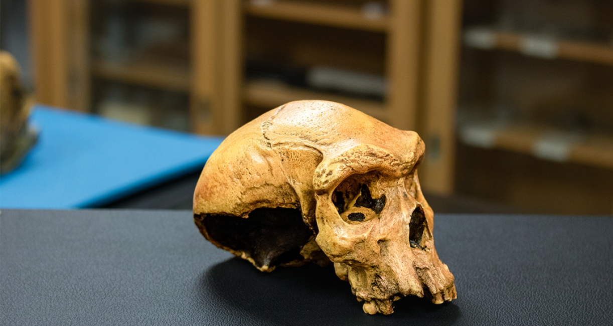 COLA_ANTH Lab skull profile
