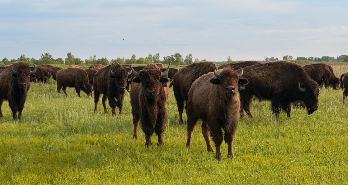 A herd of bison on a prairie