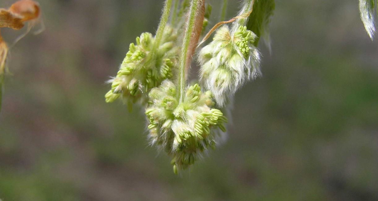 Tree flower