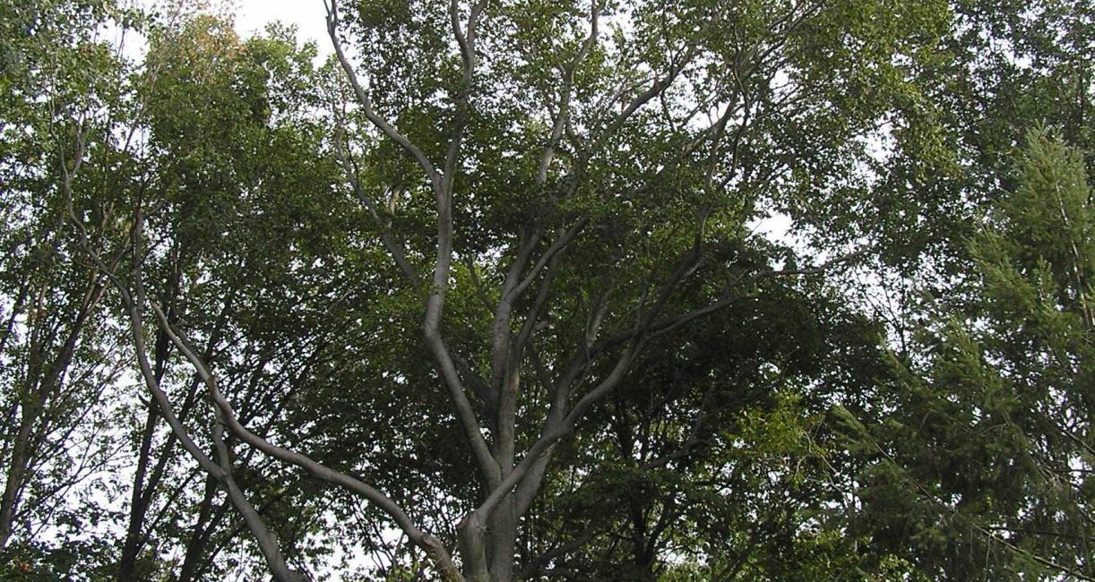 Tree habitat