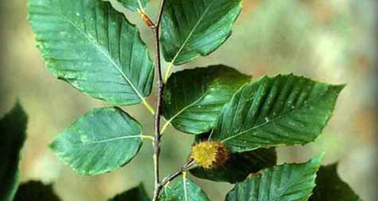 Small tree leaves