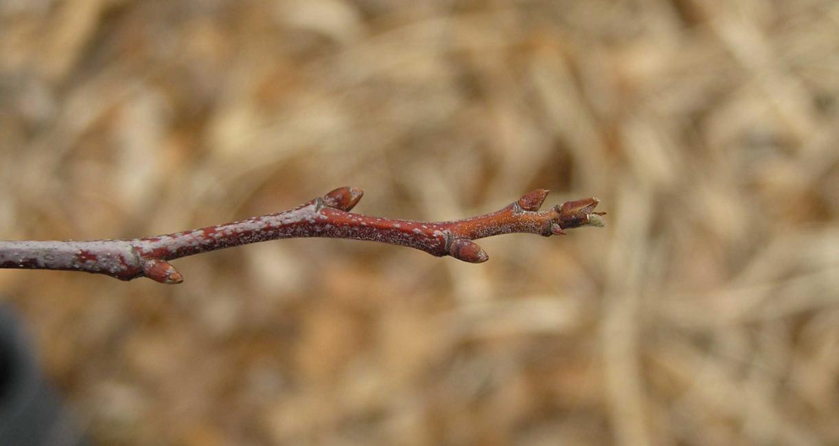 Tree bud