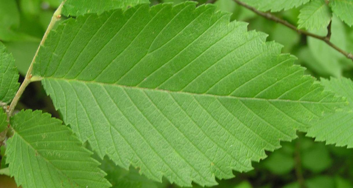 Tree leaves