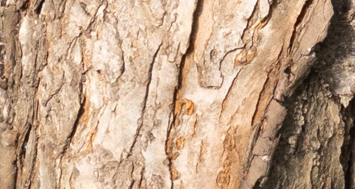 Tree bark