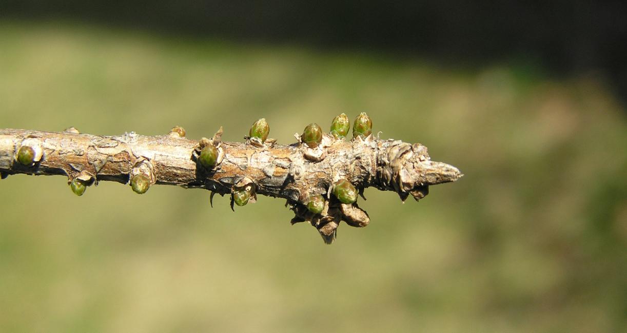 Tree bud