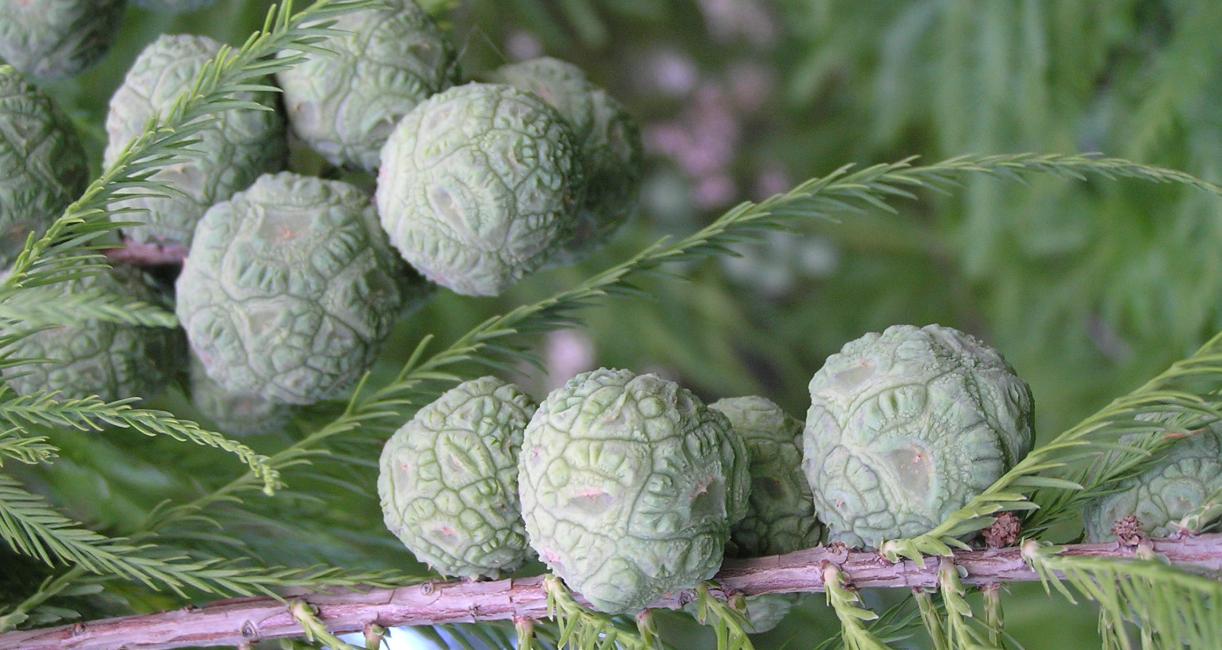 Tree fruit