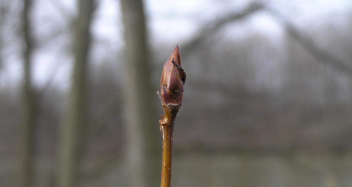 Tree bud