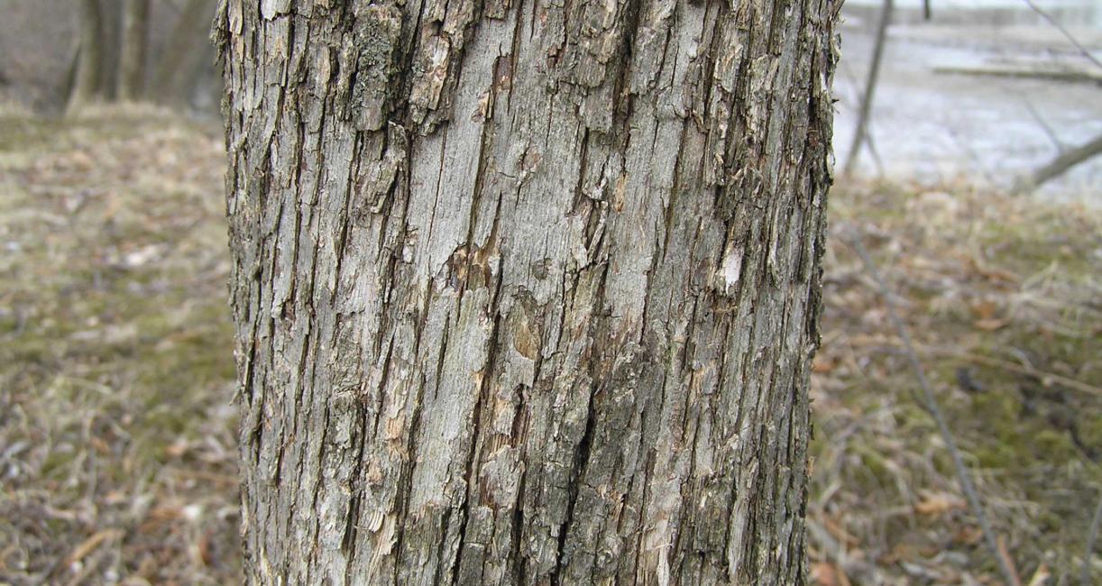 Tree bark