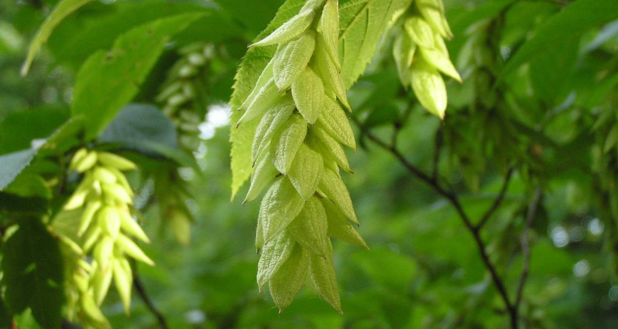 Tree fruit