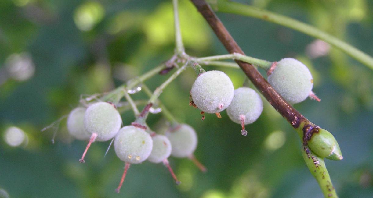 Tree fruit