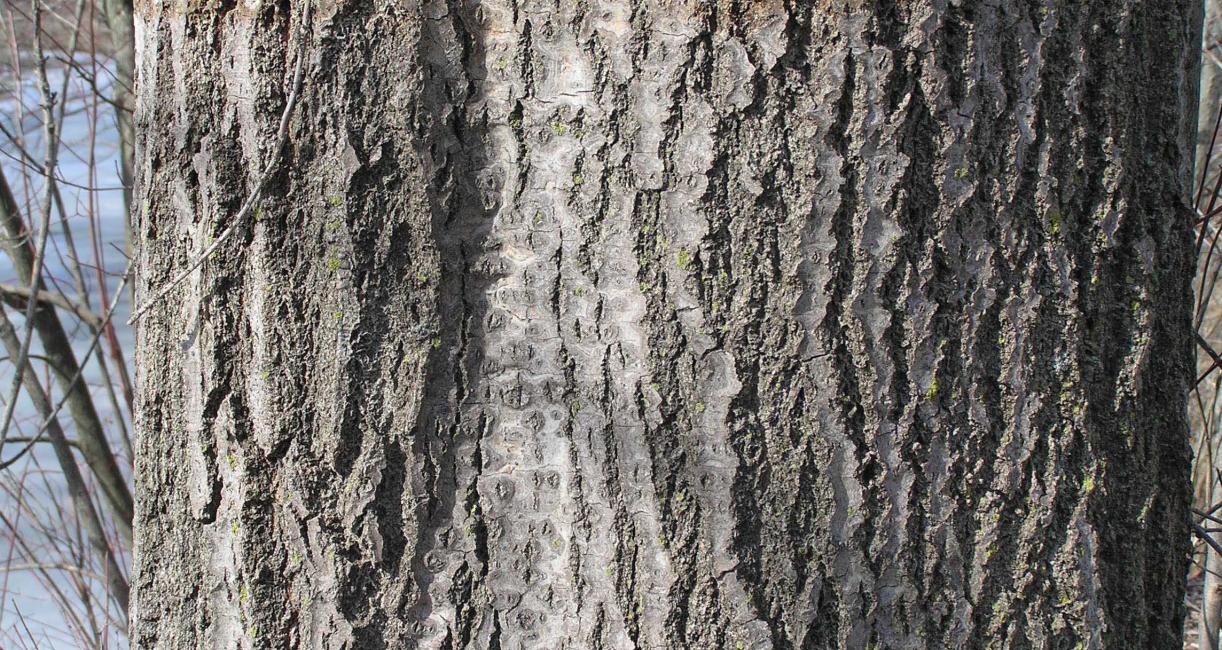 Tree bark