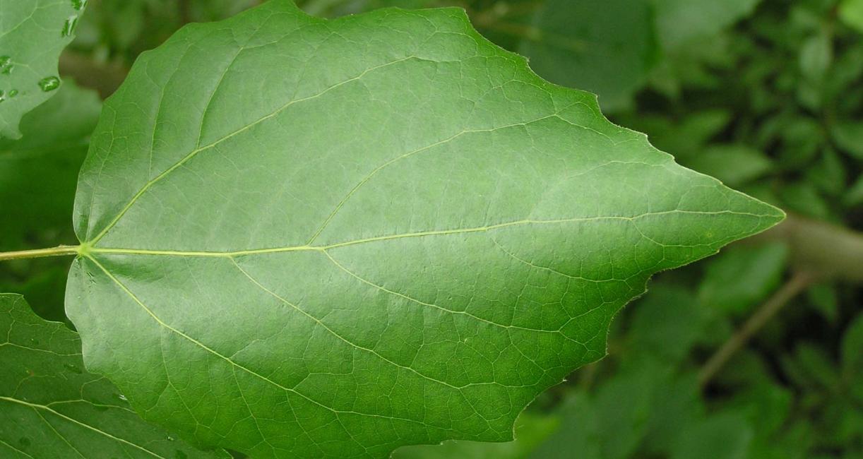 Tree leaves