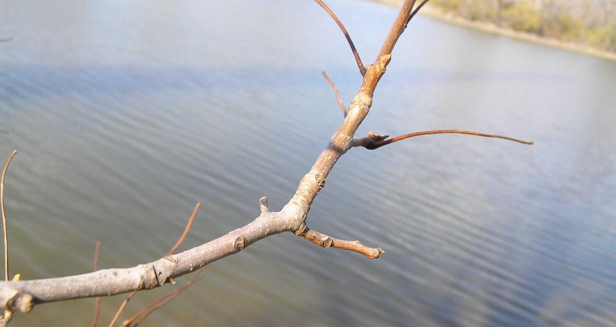Tree branch