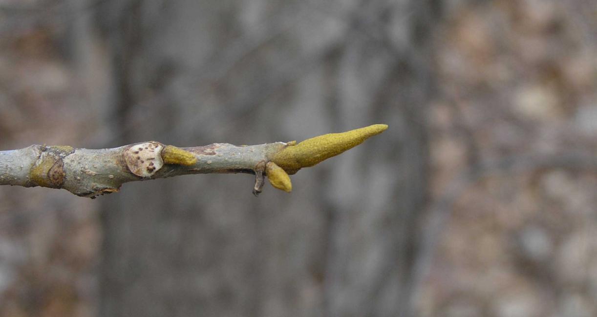 Tree bud