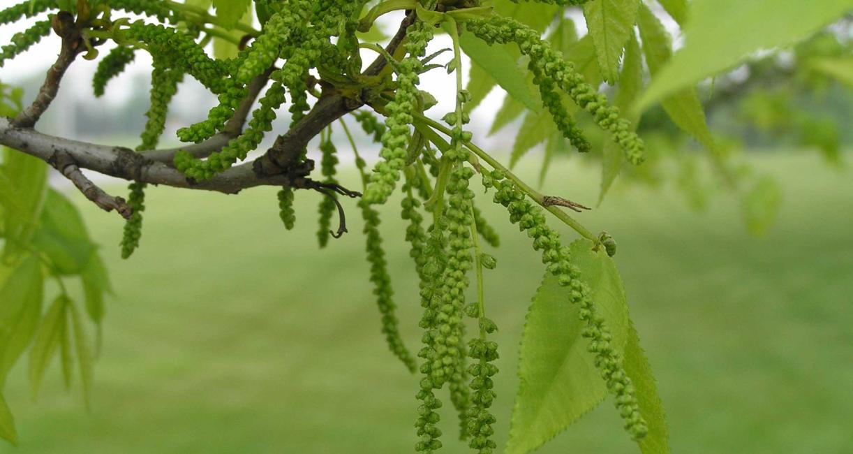 Tree flower