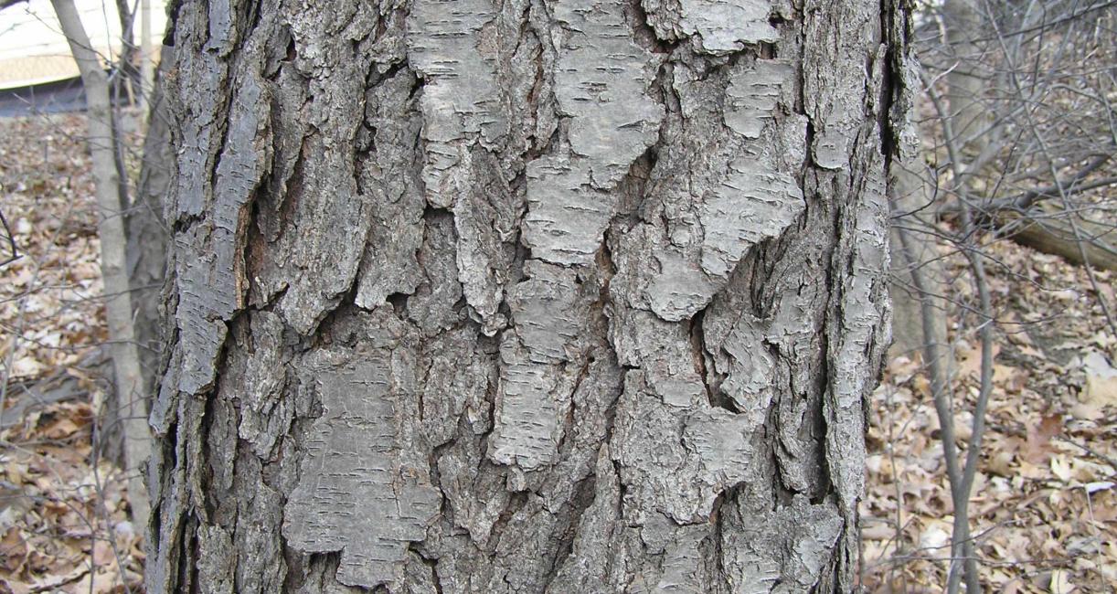 Tree bark