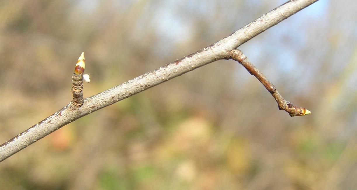 Tree branch