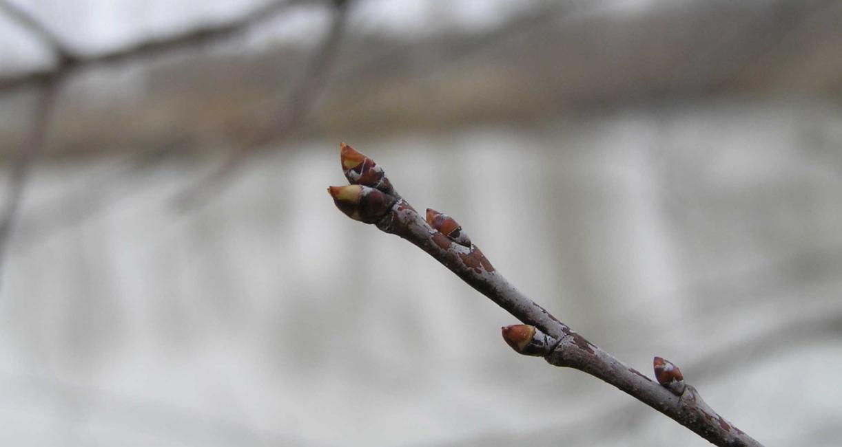 Tree bud