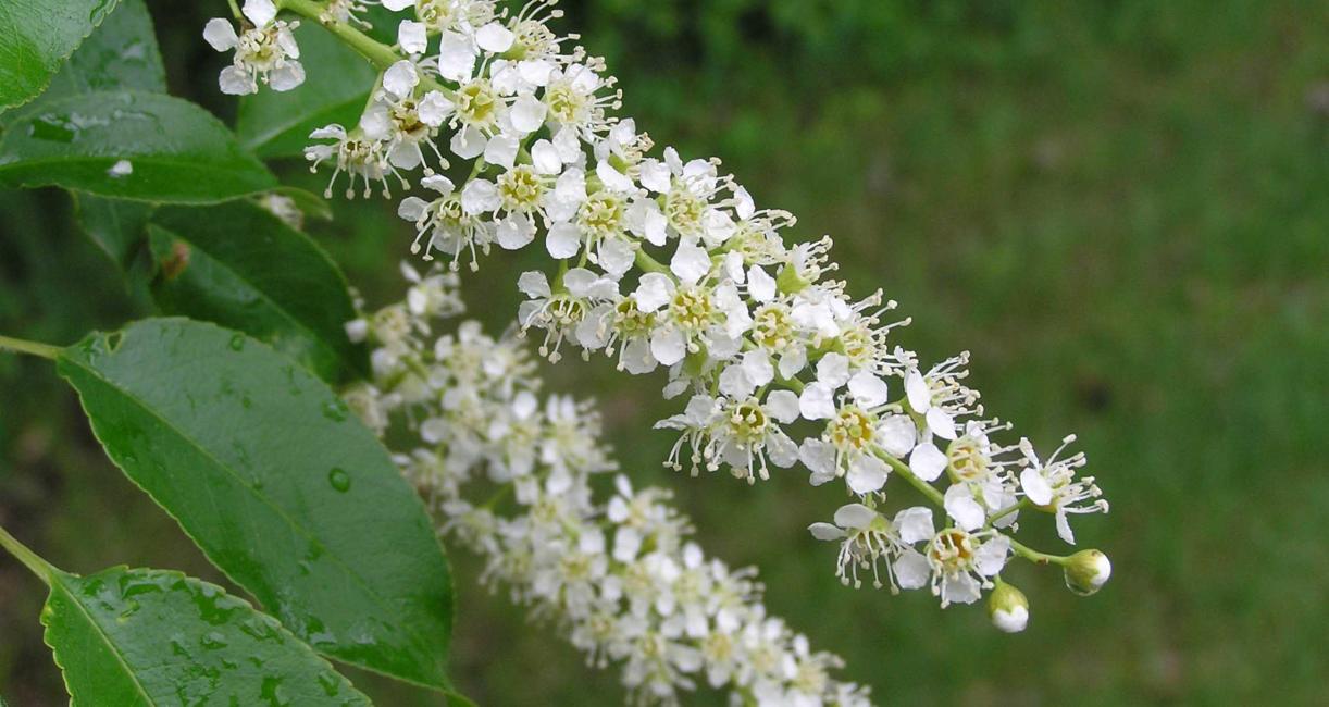 Tree flower
