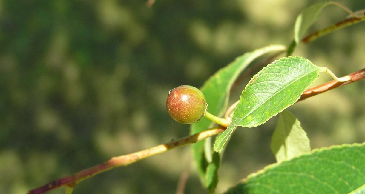Tree fruit