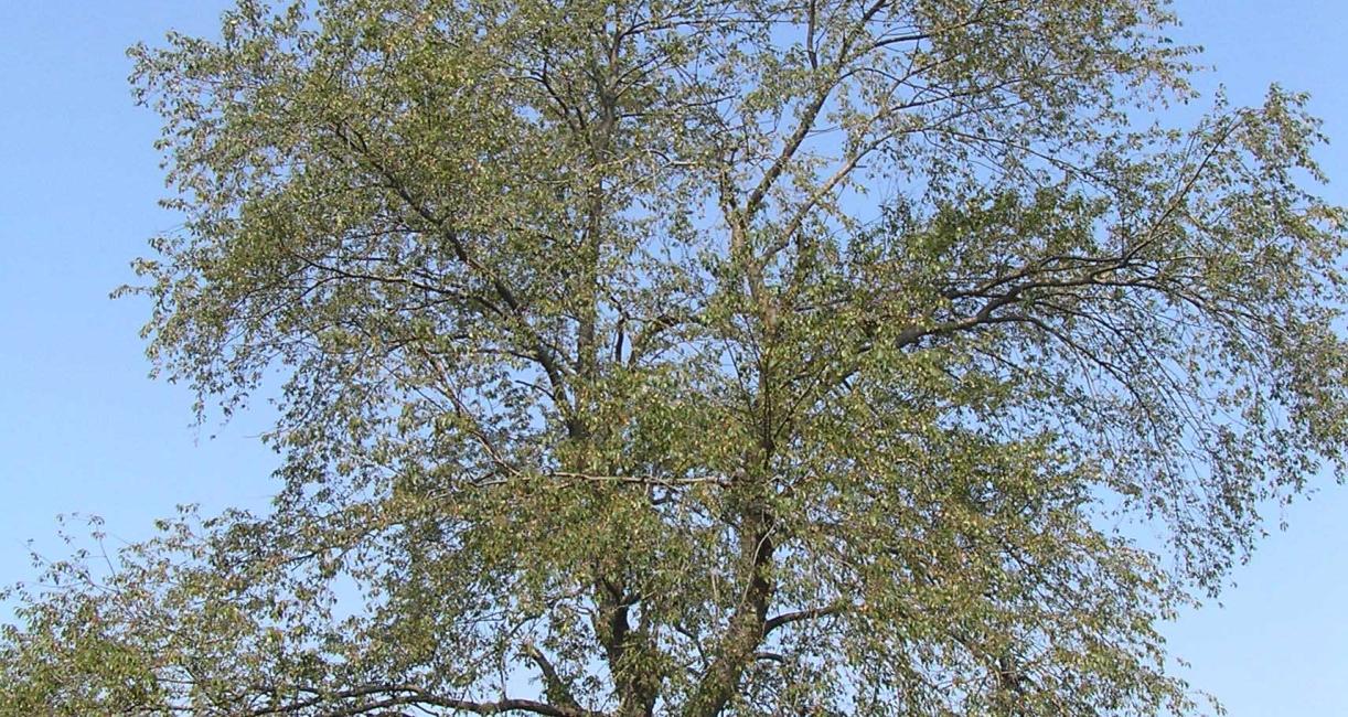 Tree habitat